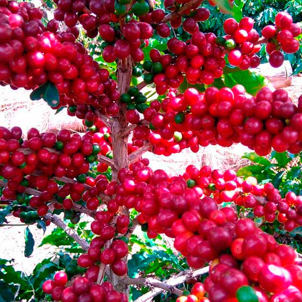 cafeto-fruto