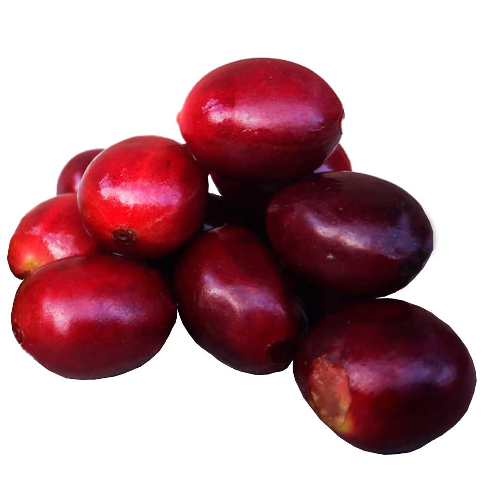 fruto-rojo