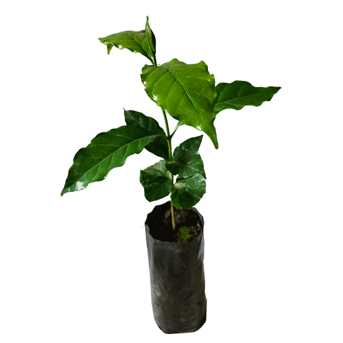 plantita